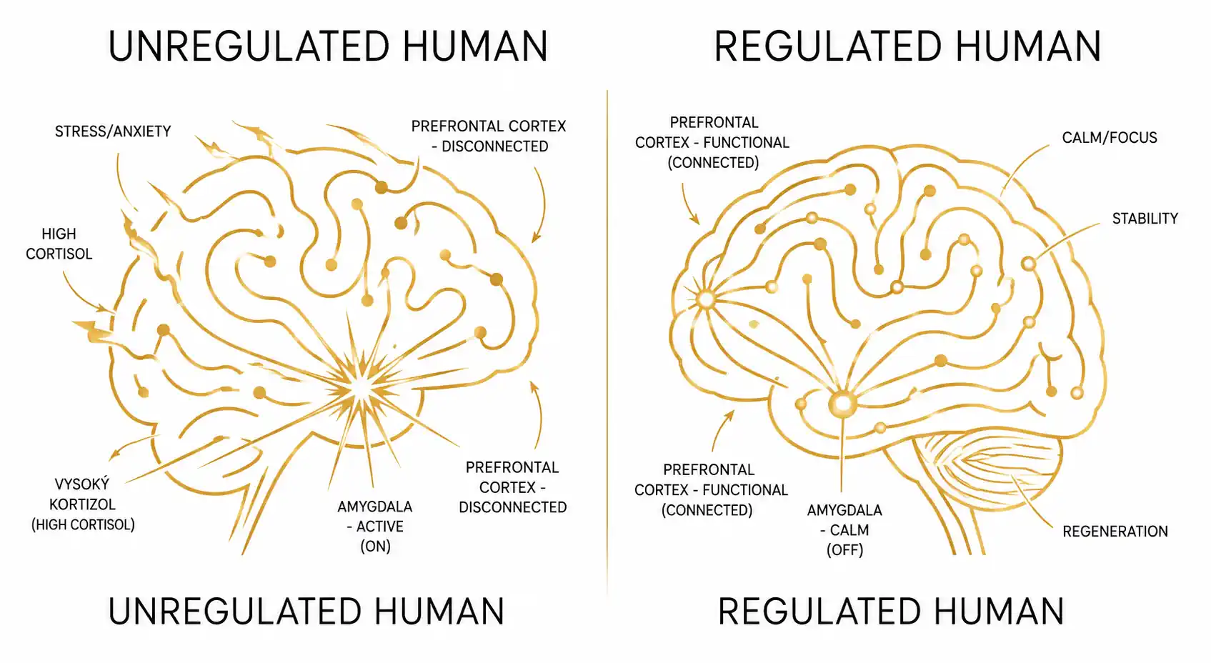 Nervous system regulation diagram